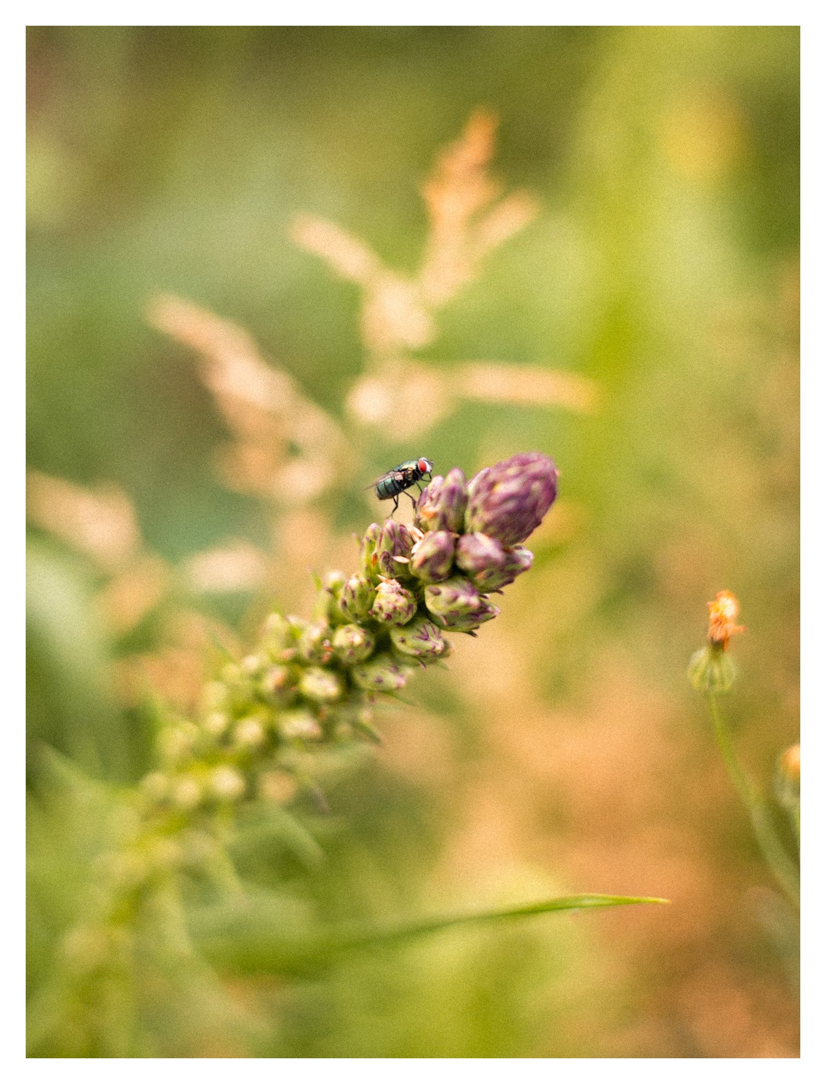 Close-up of a small insect, possibly a fly, on a cluster of purple flower buds with a blurred green background.