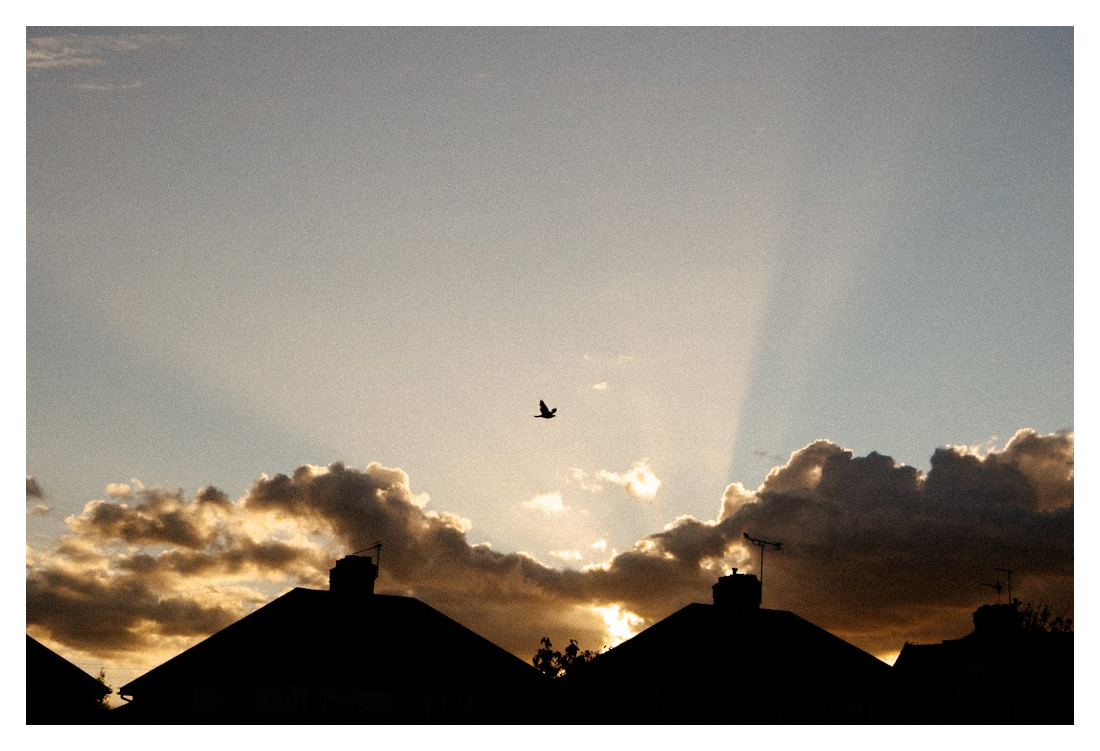 Sky with clouds and a bird flying over rooftops during sunset or sunrise.