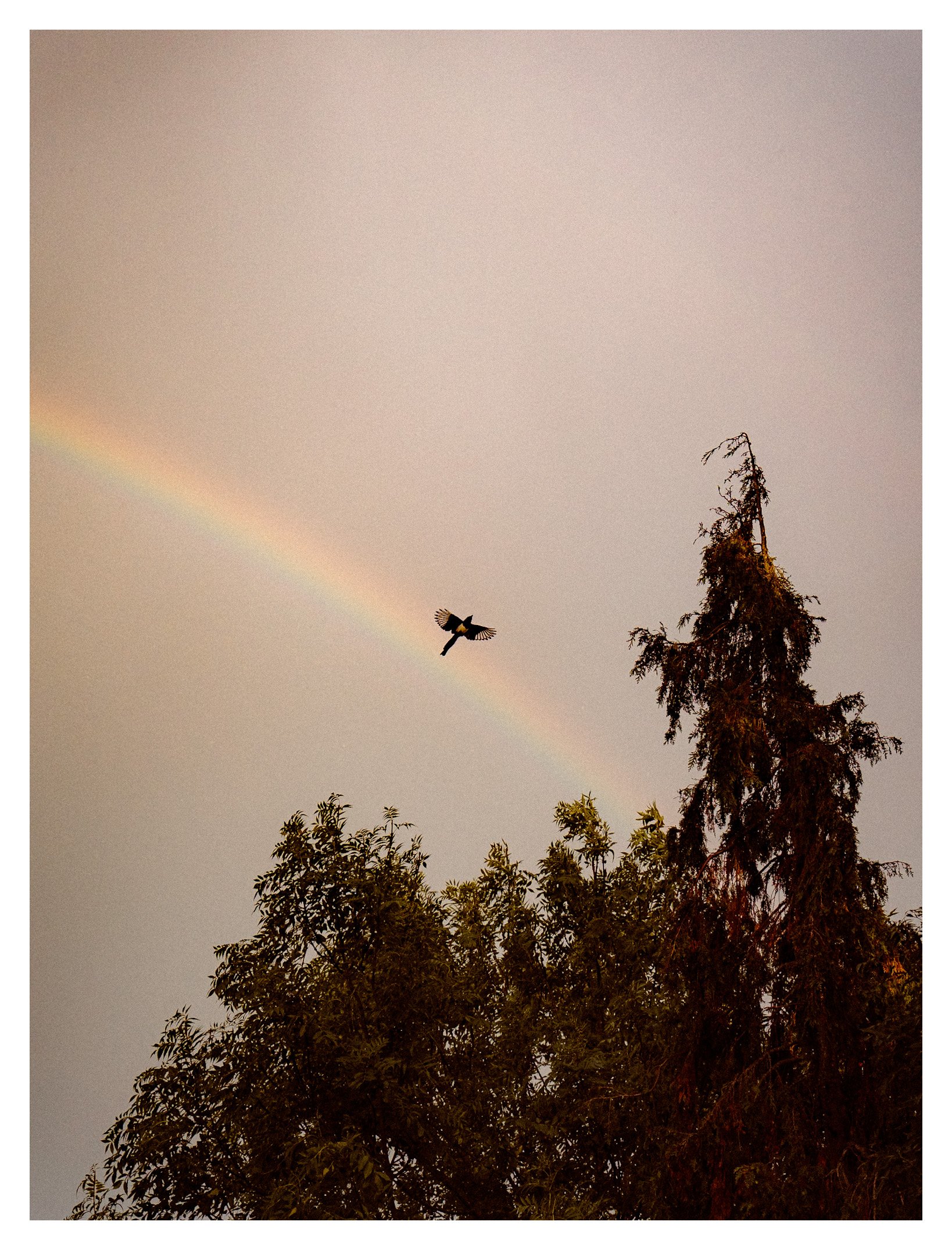 A tall tree with sparse branches standing amid dense foliage in the foreground, a rainbow across a cloudy sky, and a silhouette of a bird in mid-flight.