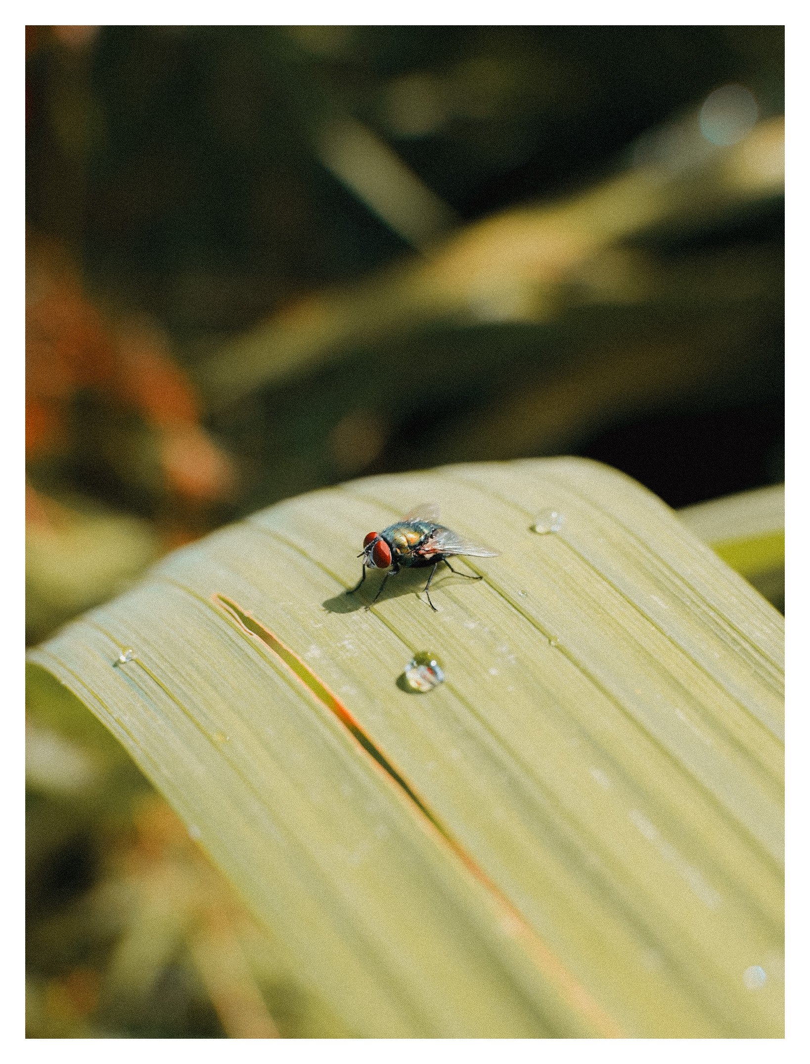 Close-up of a housefly sitting on a green leaf.