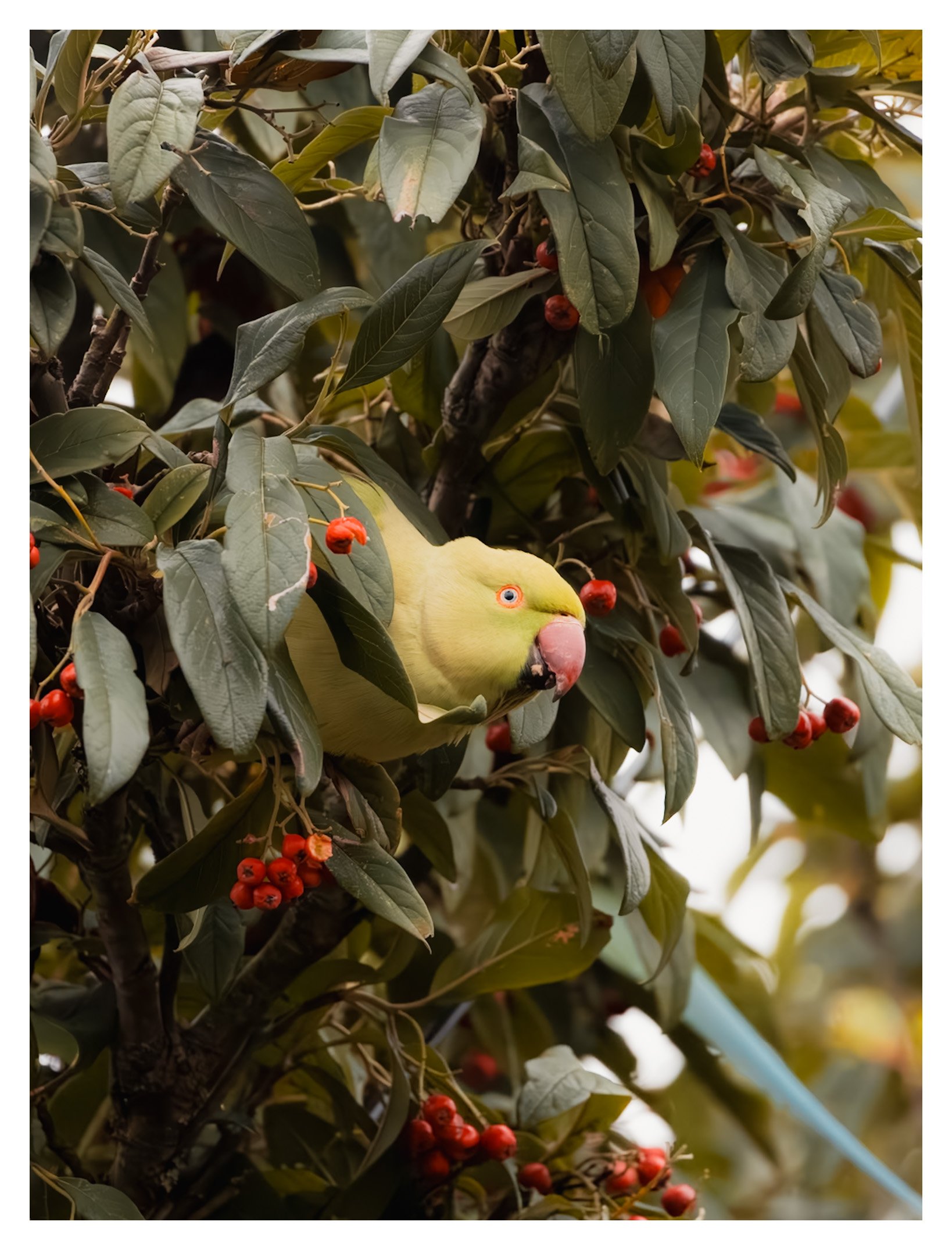 A green bird with a pink beak and blue eye is hidden among green leaves and red berries on a tree.