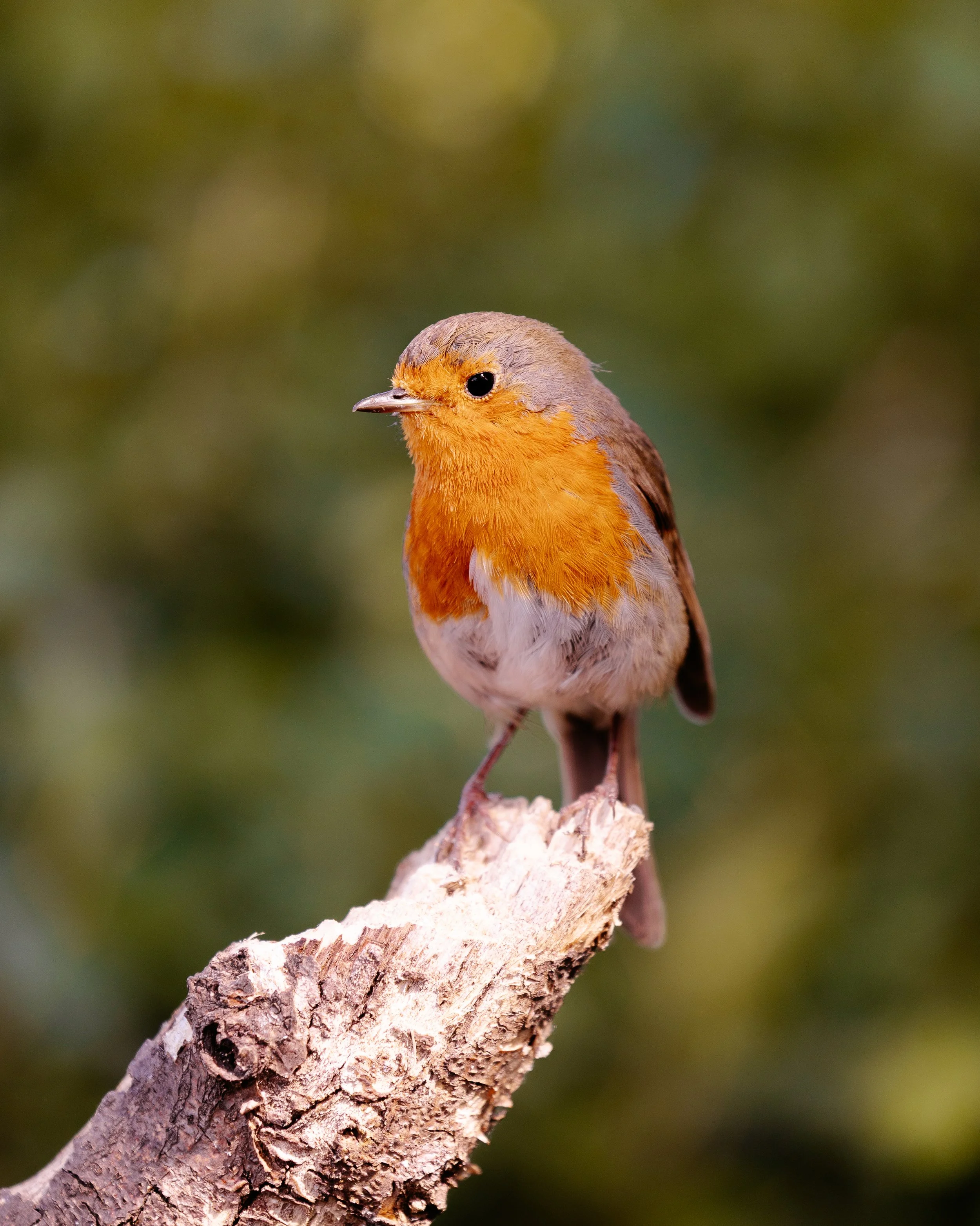 A small bird with orange, brown, and gray feathers perched on a rough, white-barked branch against a blurred green background.