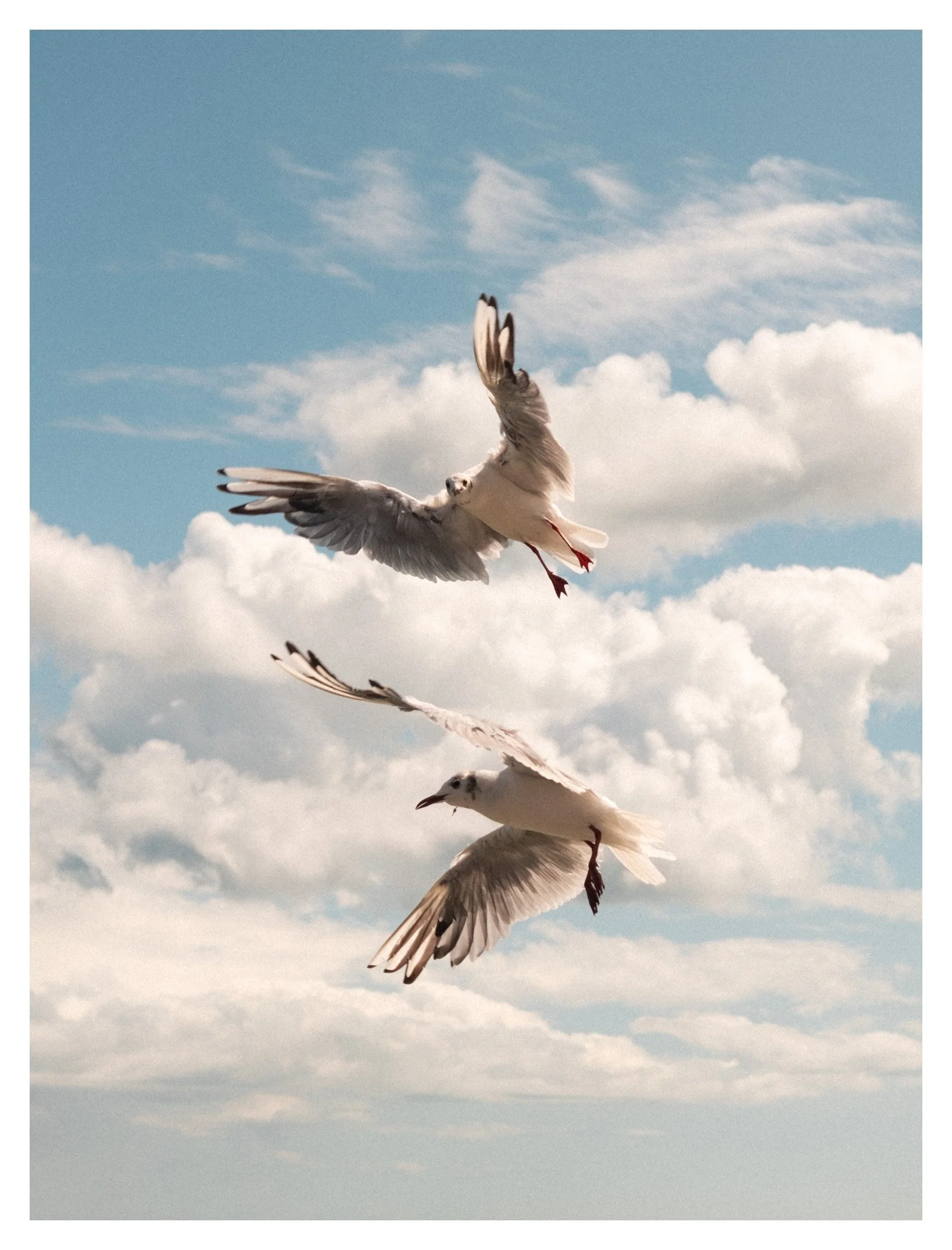 Several white seagulls flying in a blue sky with scattered clouds.