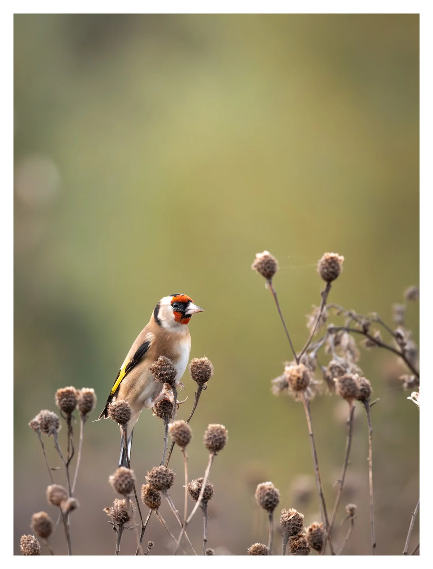 A small bird with a black and white head, orange face, beige body, and yellow wings perched on dry plant stems with brown seed heads, against a soft green background.
