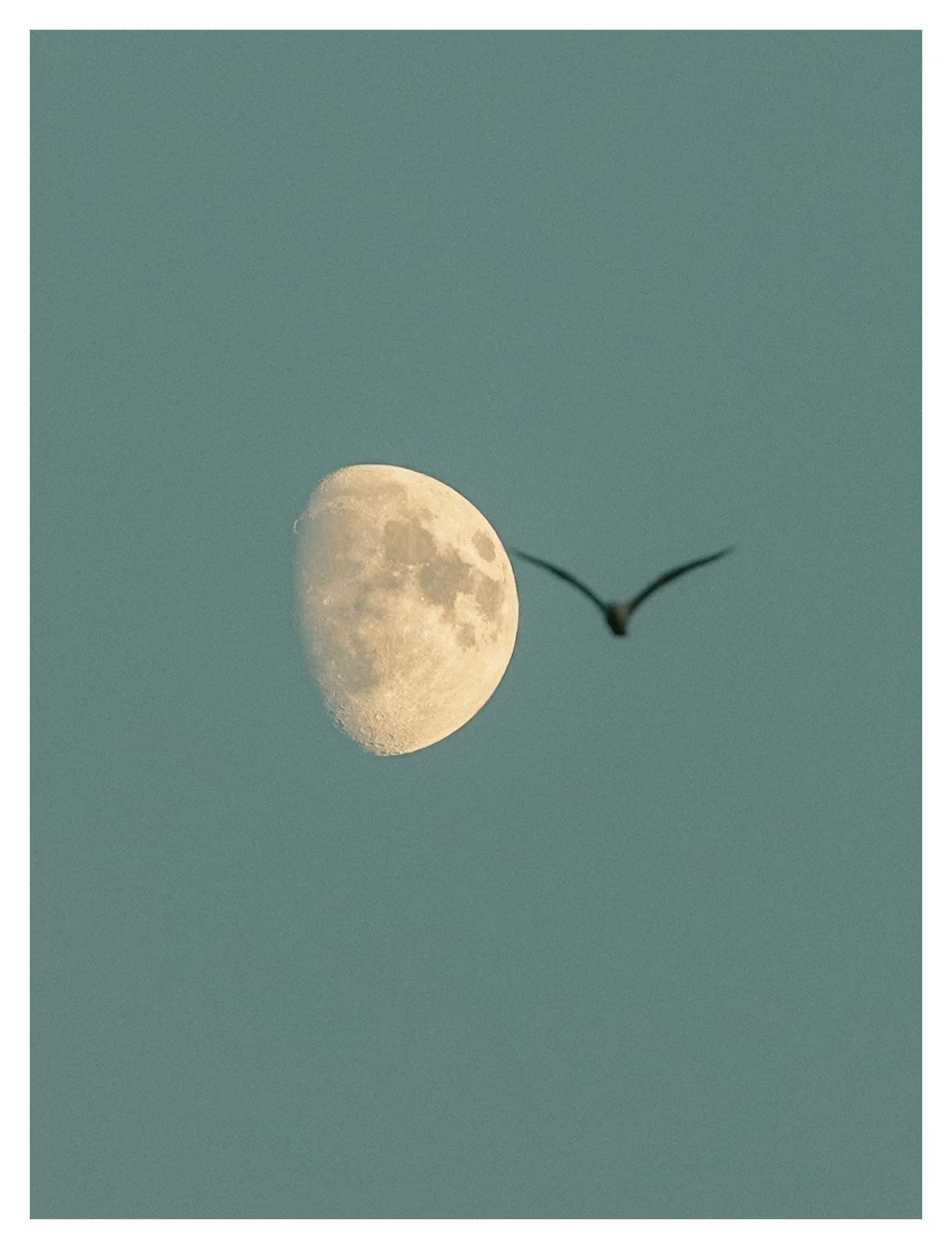 Close-up of the moon with a bird in the foreground against a clear blue sky.