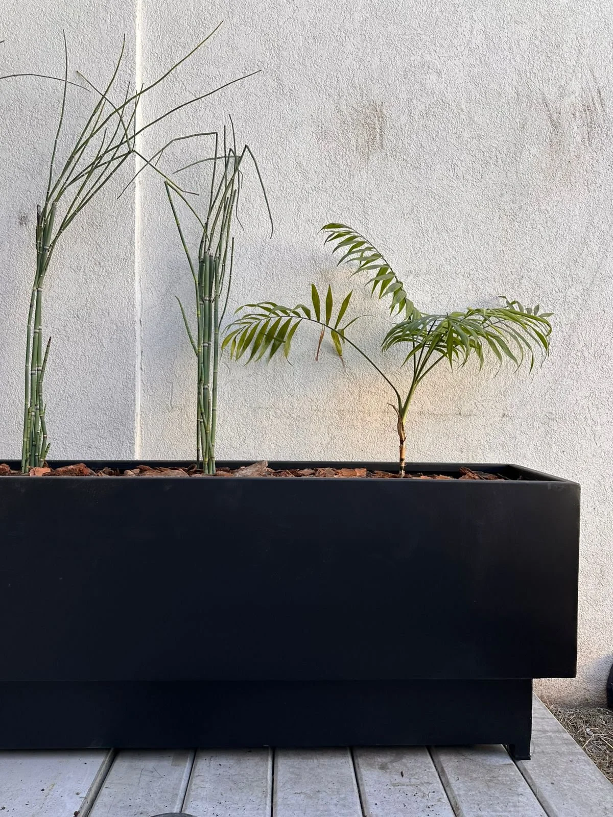 Equisetum en un macetero negro, con tallos delgados y hojas verdes, contra una pared blanca.