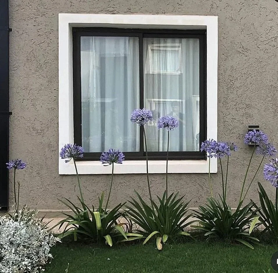 Ventana con marco blanco y cortinas blancas en una pared gris, rodeada de plantas con flores moradas en el jardín.