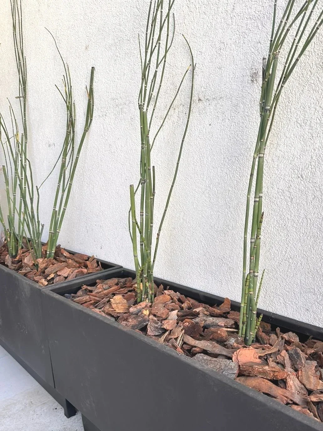 Plantas de pasto de rato en macetero con corteza de madera, junto a pared blanca.