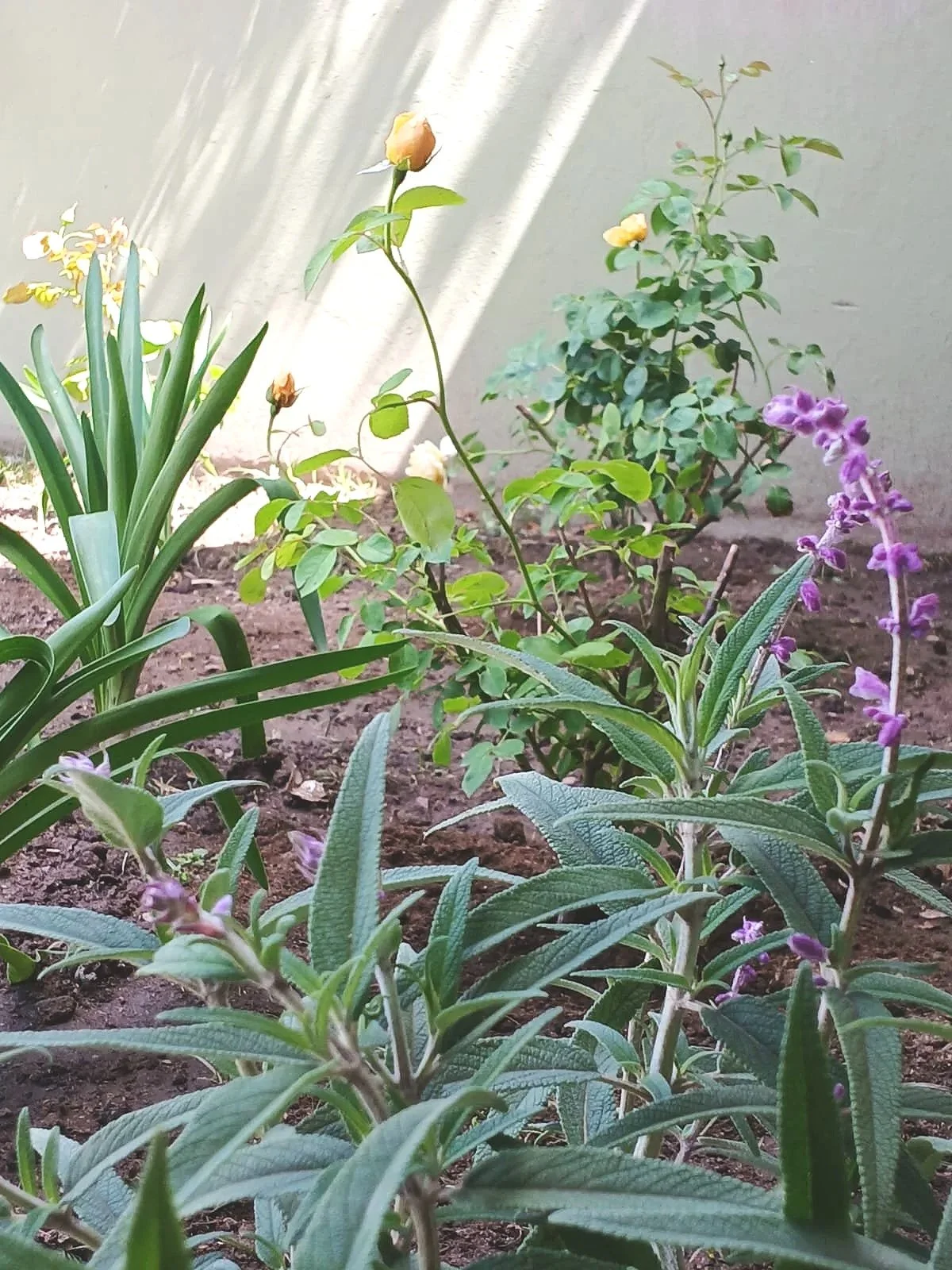 Jardín con plantas de flores color lavanda, rosa y blanca, en tierra y con luz solar delgada