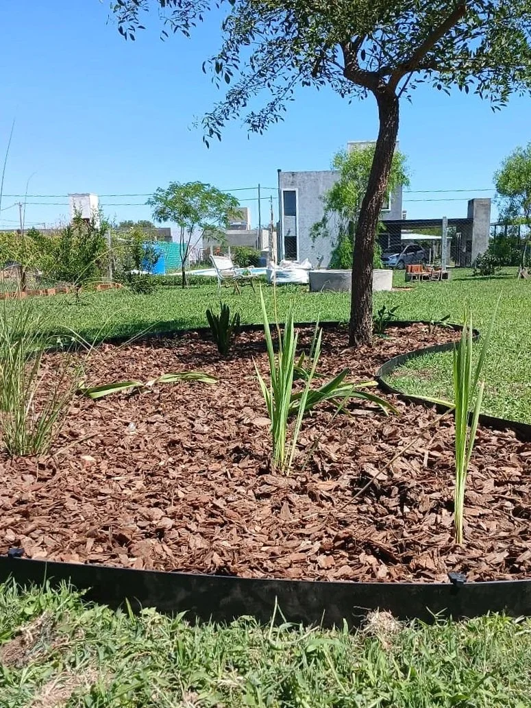 Huerto con plantas jóvenes rodeado de tierra y mulch, con árbol grande en el fondo, en un jardín de casa bajo cielo azul.