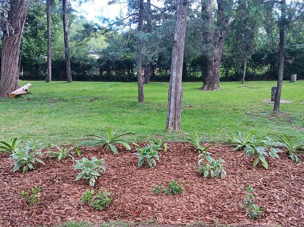 Área de jardinería con plantas verdes y arbustos, árboles en el fondo y césped en un parque o jardín suburbano.