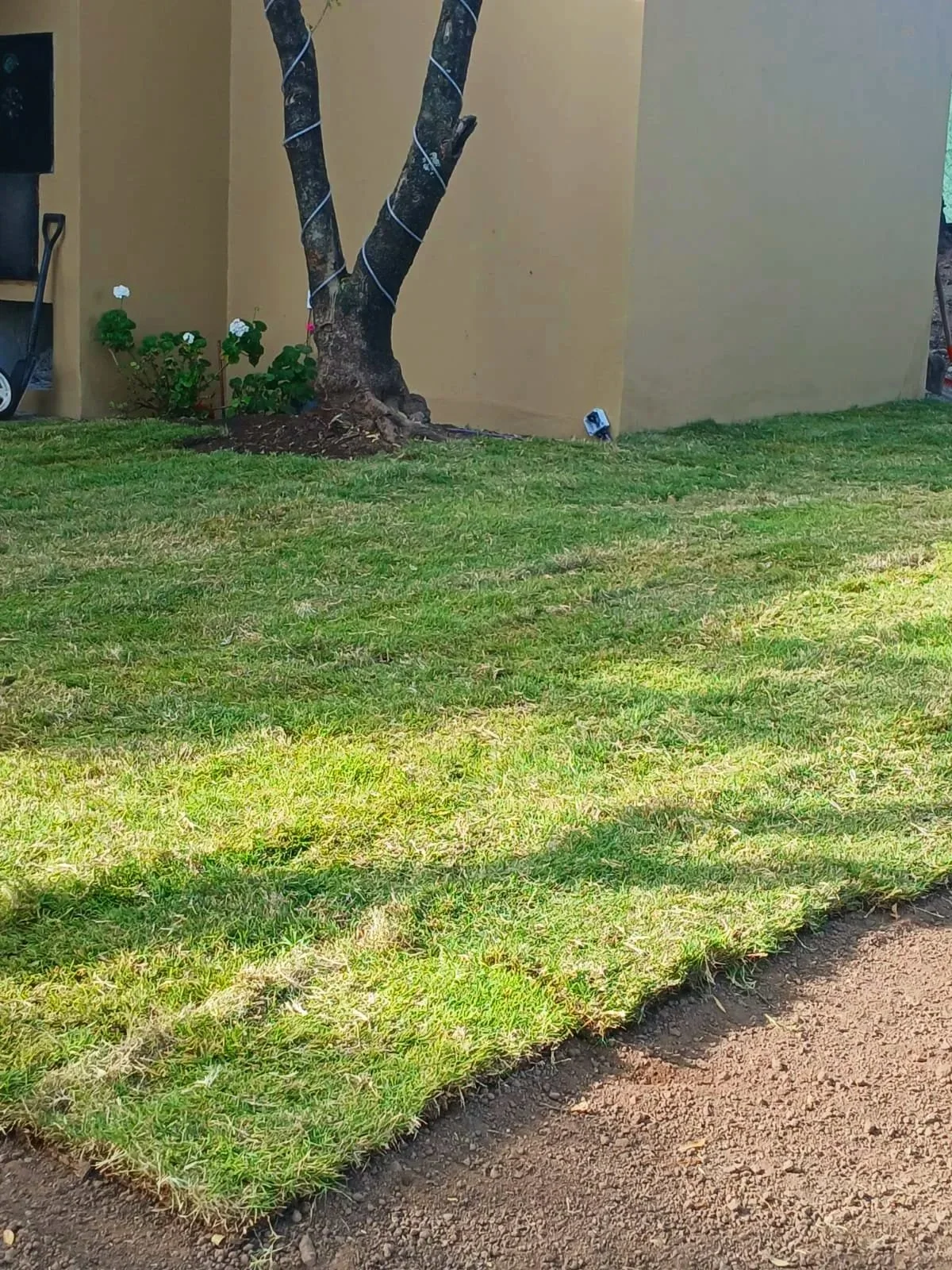 Un árbol junto a una casa con césped bien cuidado, muros de color beige, y un jardín con plantas de flores blancas y verdes. En la parte izquierda, hay una pala y una caja de herramienta, y en la parte izquierda, una manguera enrollada.