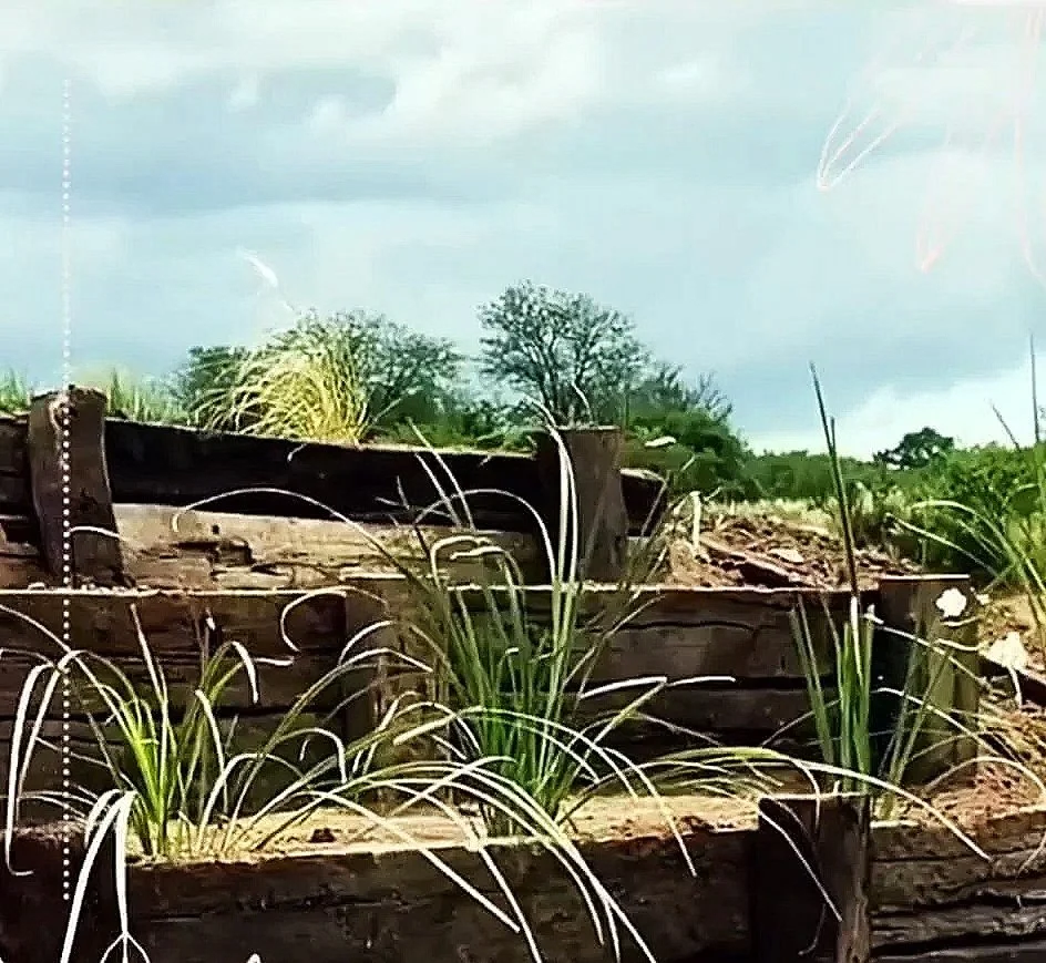 Familia de plantas de hierba en maceteros de madera en un jardín con árboles en el fondo y cielo nublado