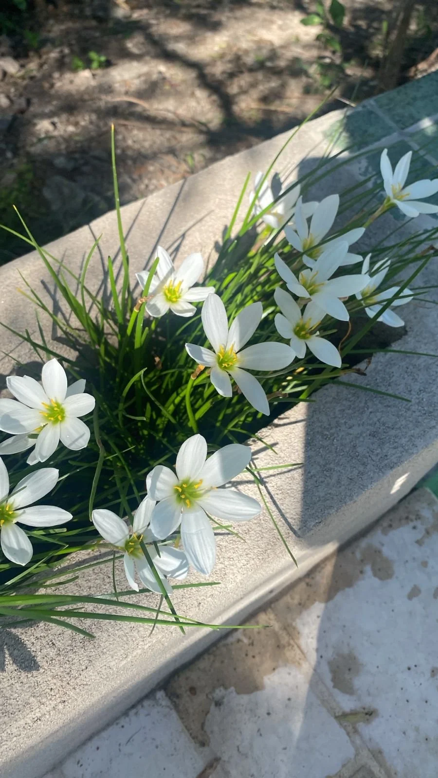 Ramo de flores blancas con hojas verdes en una maceta de concreto