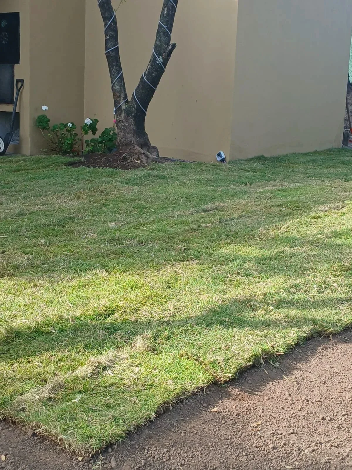 Arbusto de flores blancas junto a un árbol en un patio con césped y pared beige, con una pequeña lámpara en el suelo.