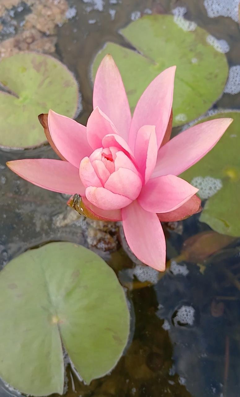 Flor de loto rosa en el agua con hojas verdes.