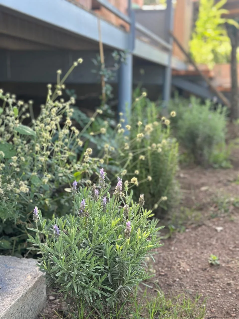 Plantas aromaticas con flores moradas y verdes, en un jardín junto a un sendero de tierra y un deck de madera en el fondo.