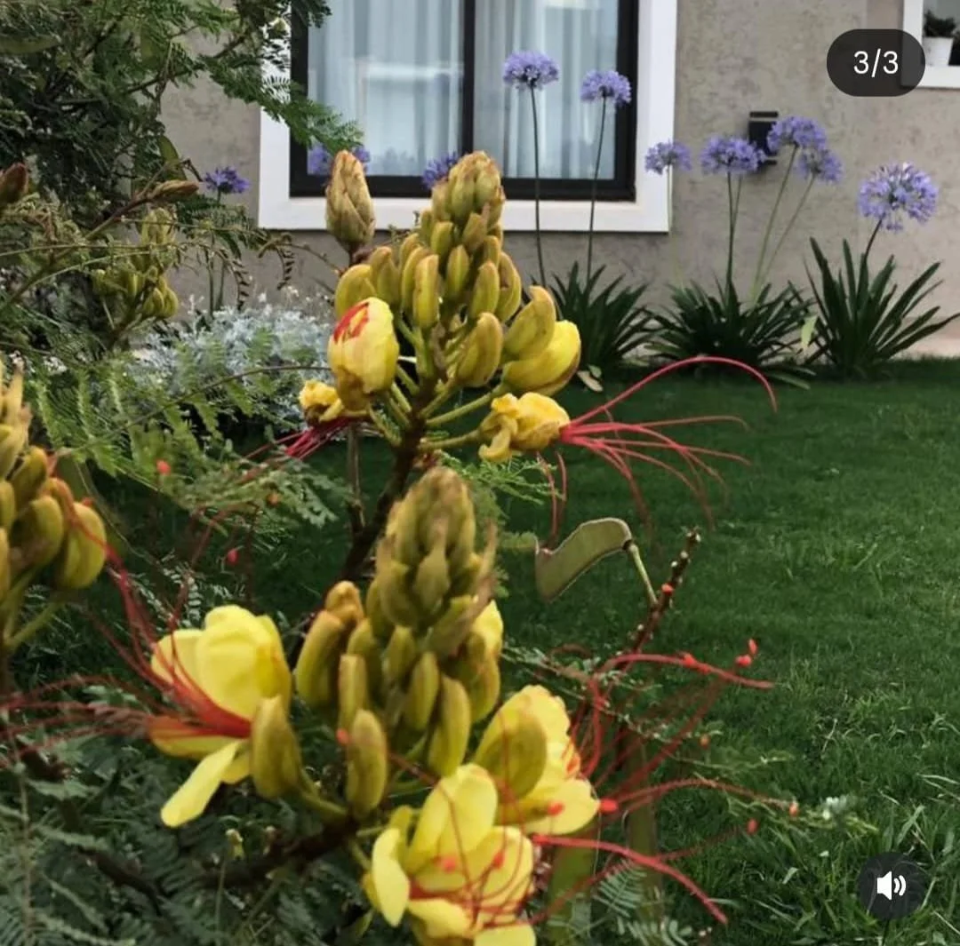 Floración amarilla de Caesalpinia, en un jardín frente a una casa con pared gris y ventana con cortinas blancas, y plantas con flores moradas y hojas verdes, agapantos.