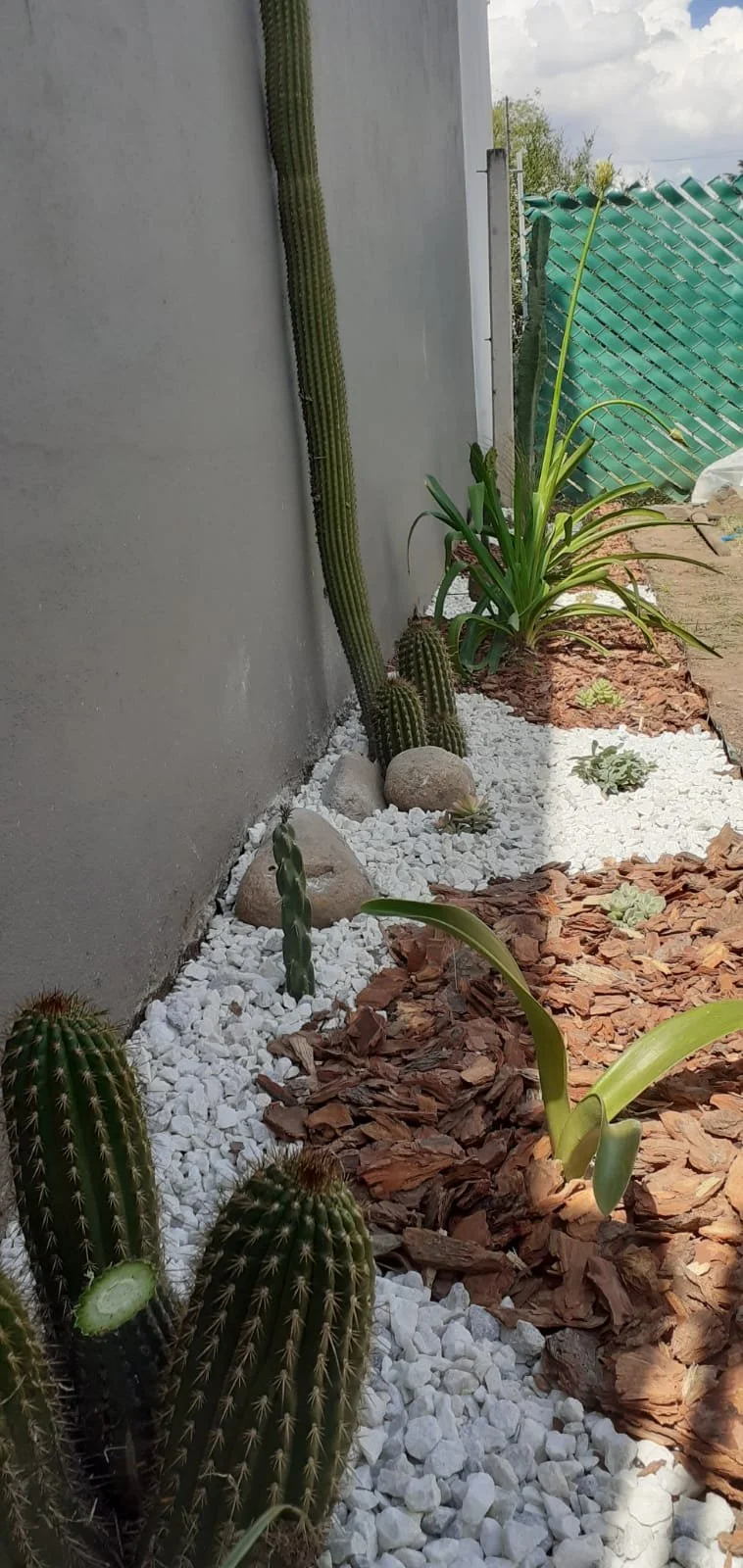 Jardín con cactus y plantas verdes rodeado de piedras blancas y corteza de árbol, con fondo de cielo y malla verde.