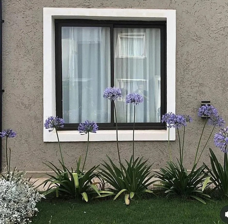 Agapantos en cantero, frente a la ventana de entrada a la casa