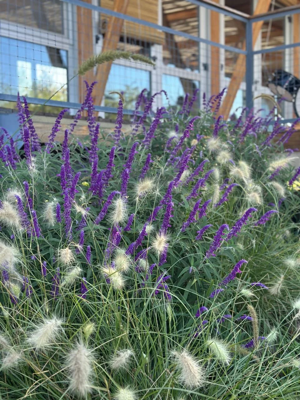 Matorrales con flores moradas y plumas blancas en un entorno de invernadero con estructura de madera y paredes de vidrio.