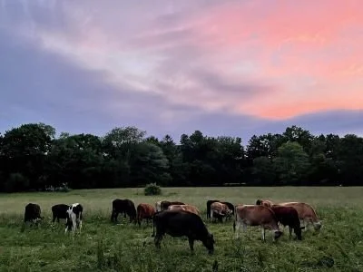 Sunset Cows.jpg