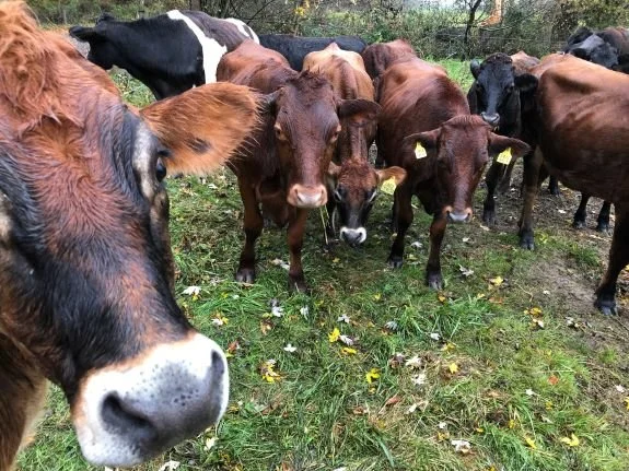 Cows - herd.jpg