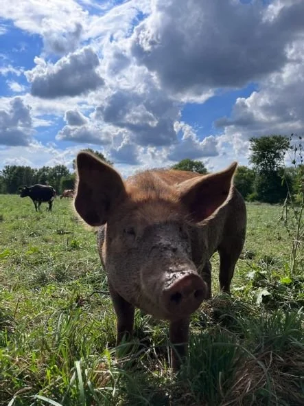 Peaches in pasture.jpg
