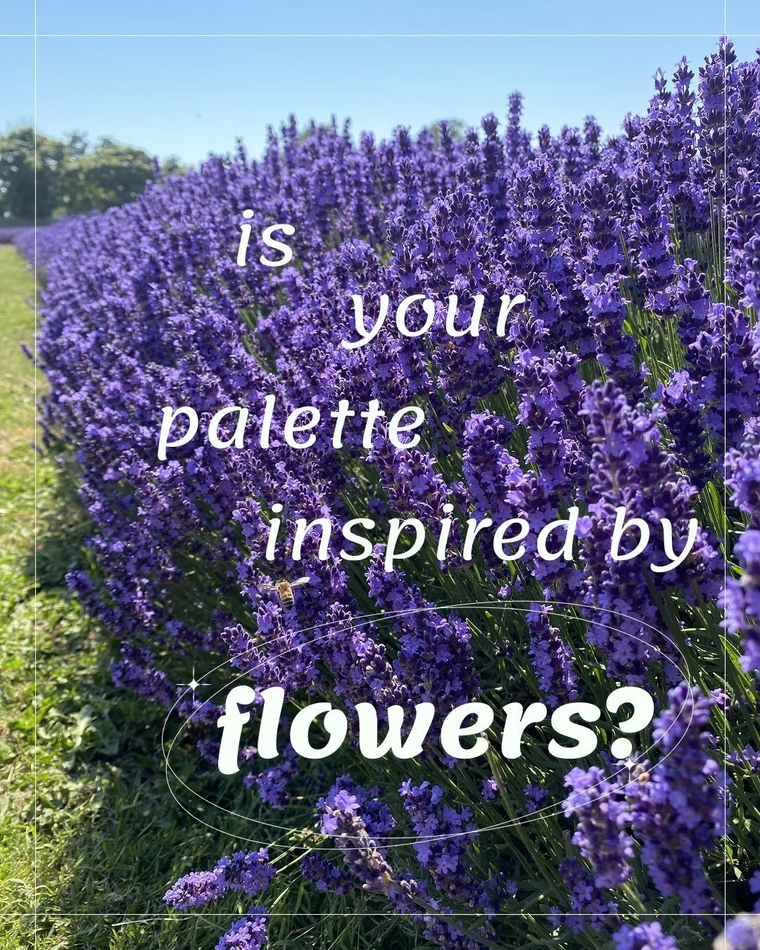 Is there anything more inspiring than the range of colours found in nature? When I need a colour palette, most often I just look outside!

Whether by the side of the road, at a flower festival, or on a lavender farm, flowers constantly inspire me. 🌺