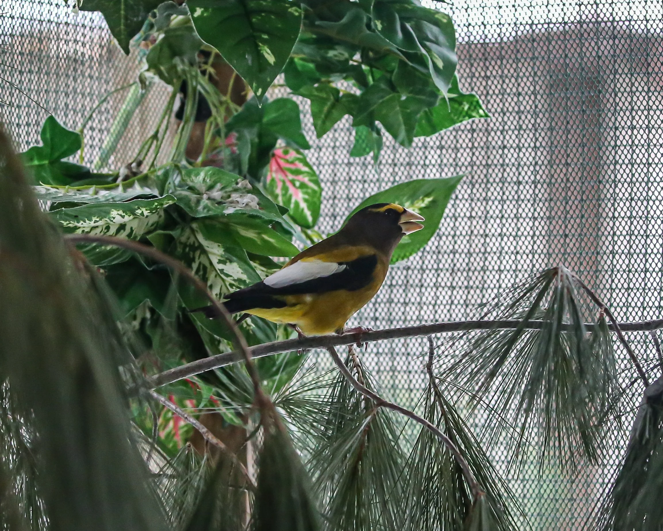 The State of Songbirds in Maine