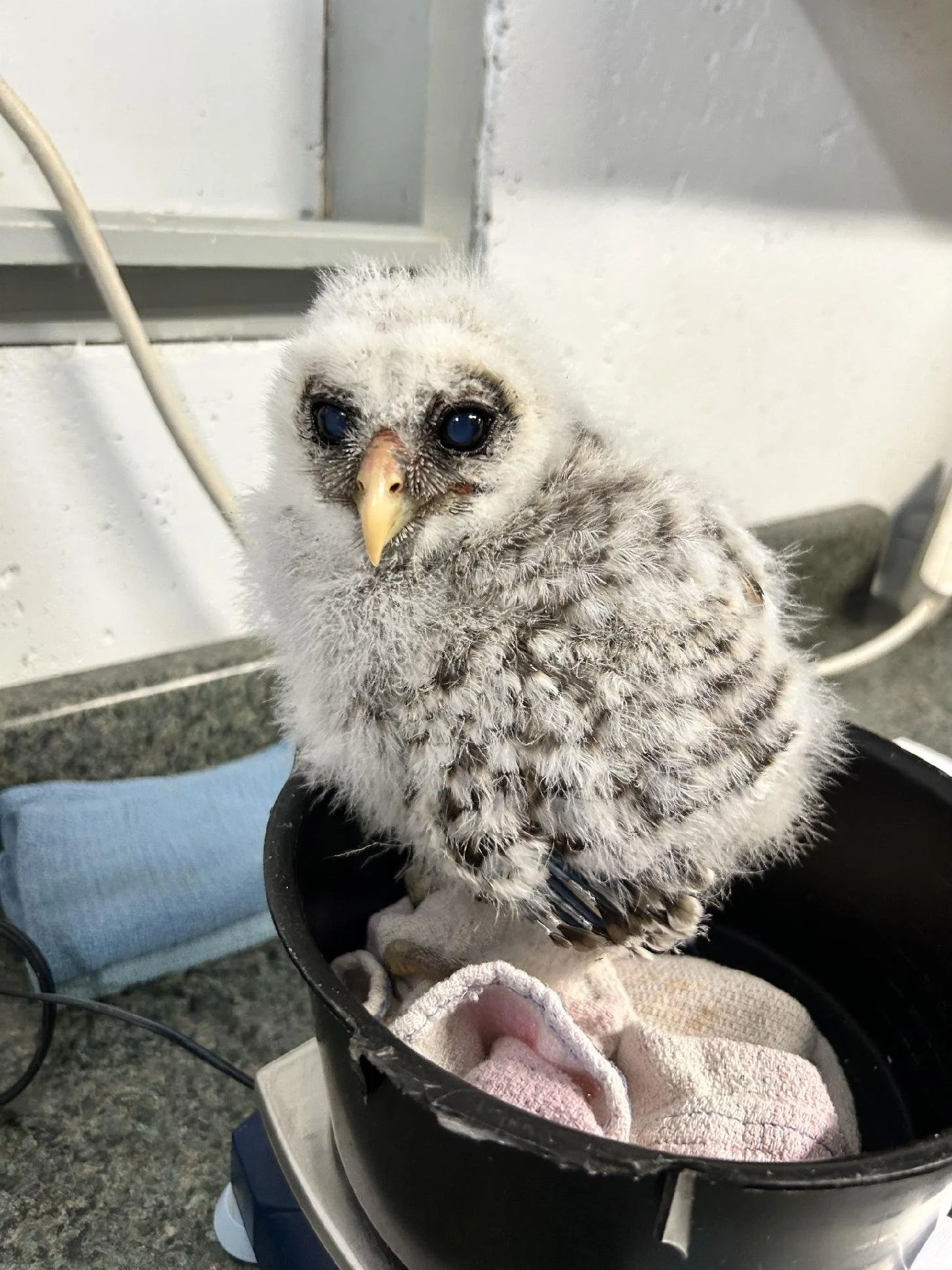 Before You Rescue That Baby Bird, Read This