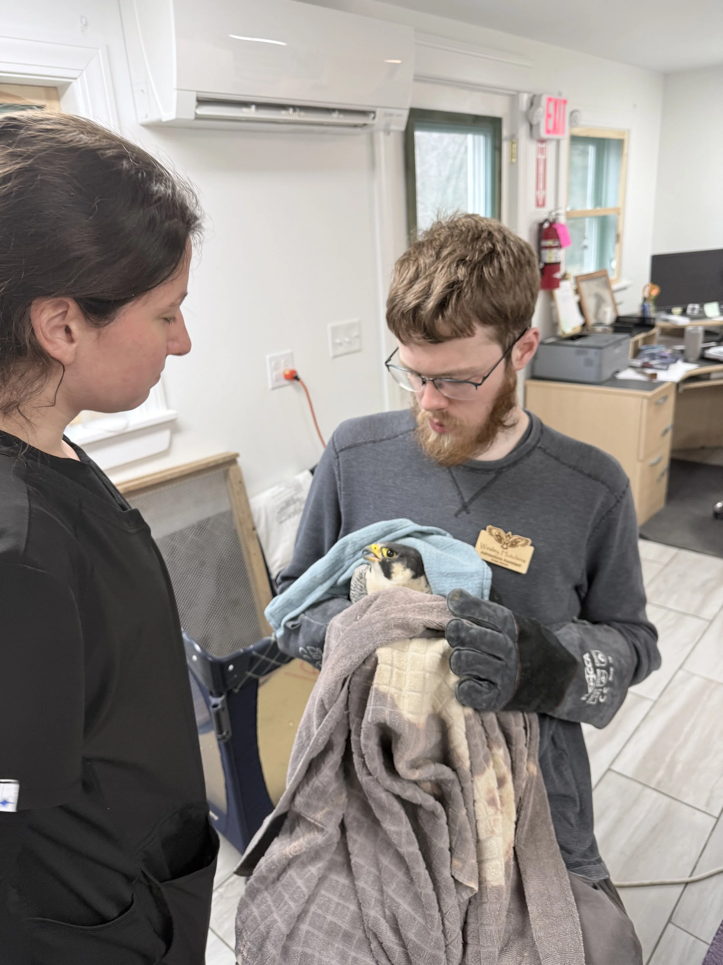 The Journey of Our Peregrine Falcon Patient