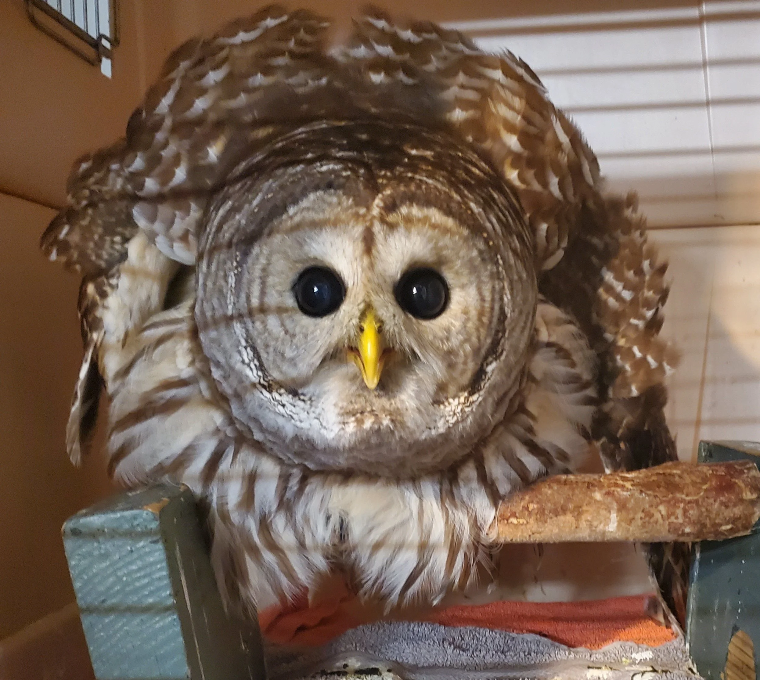 Your love of birds can last a lifetime — and beyond