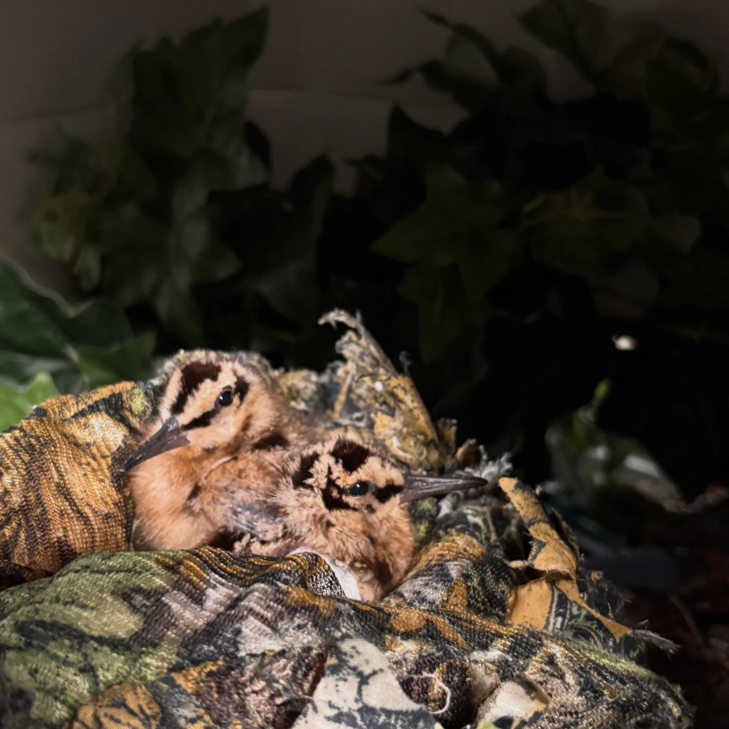 Do your part to protect ground nesting birds