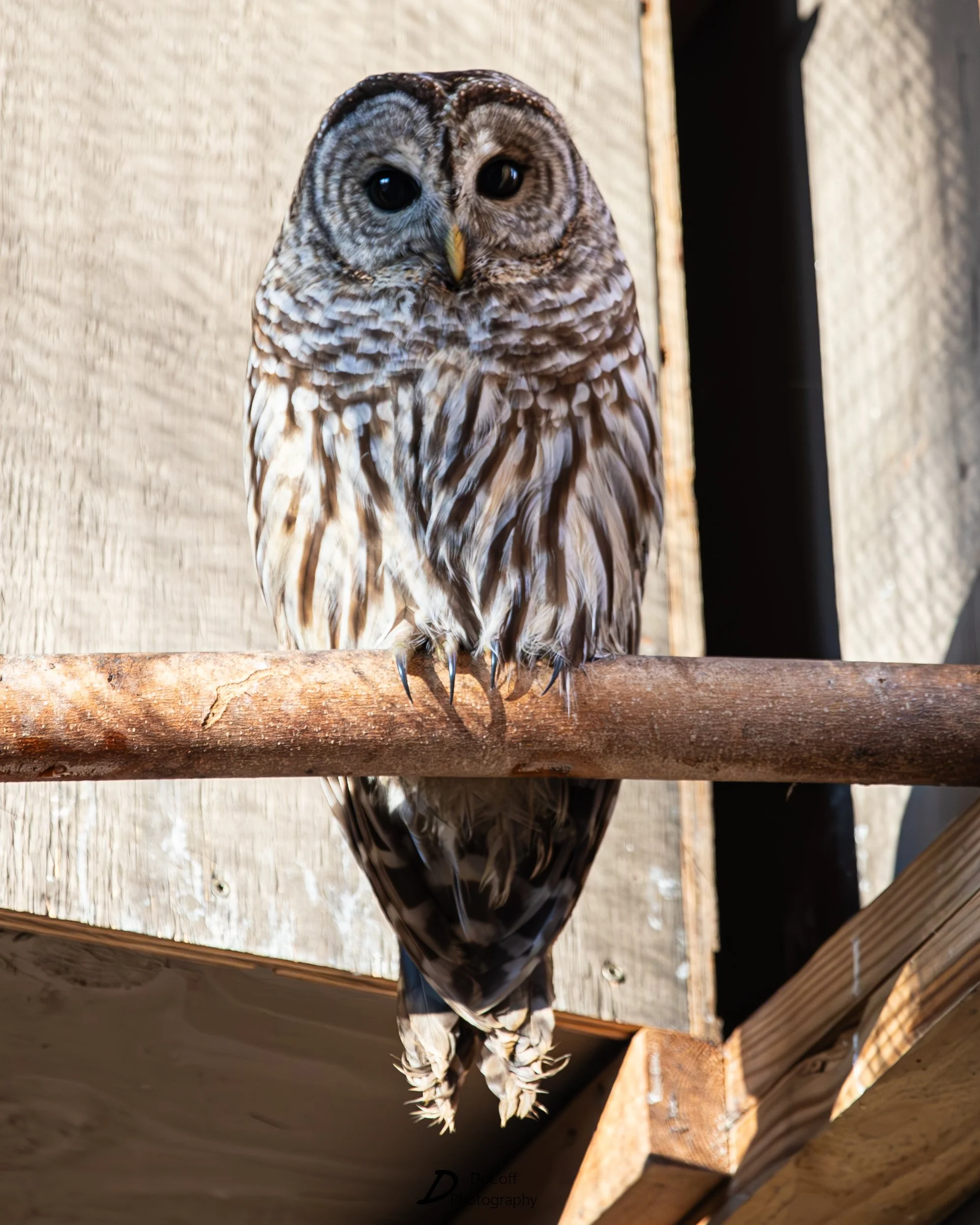 The #1 Bird We Treat — and the Simple Thing You Can Do to Help