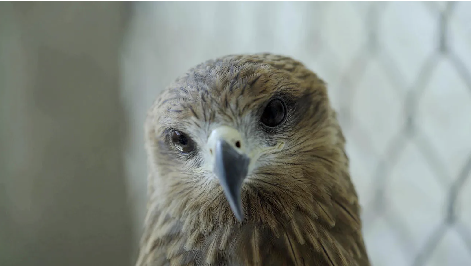 11 Bird Documentaries Worth Your Evening