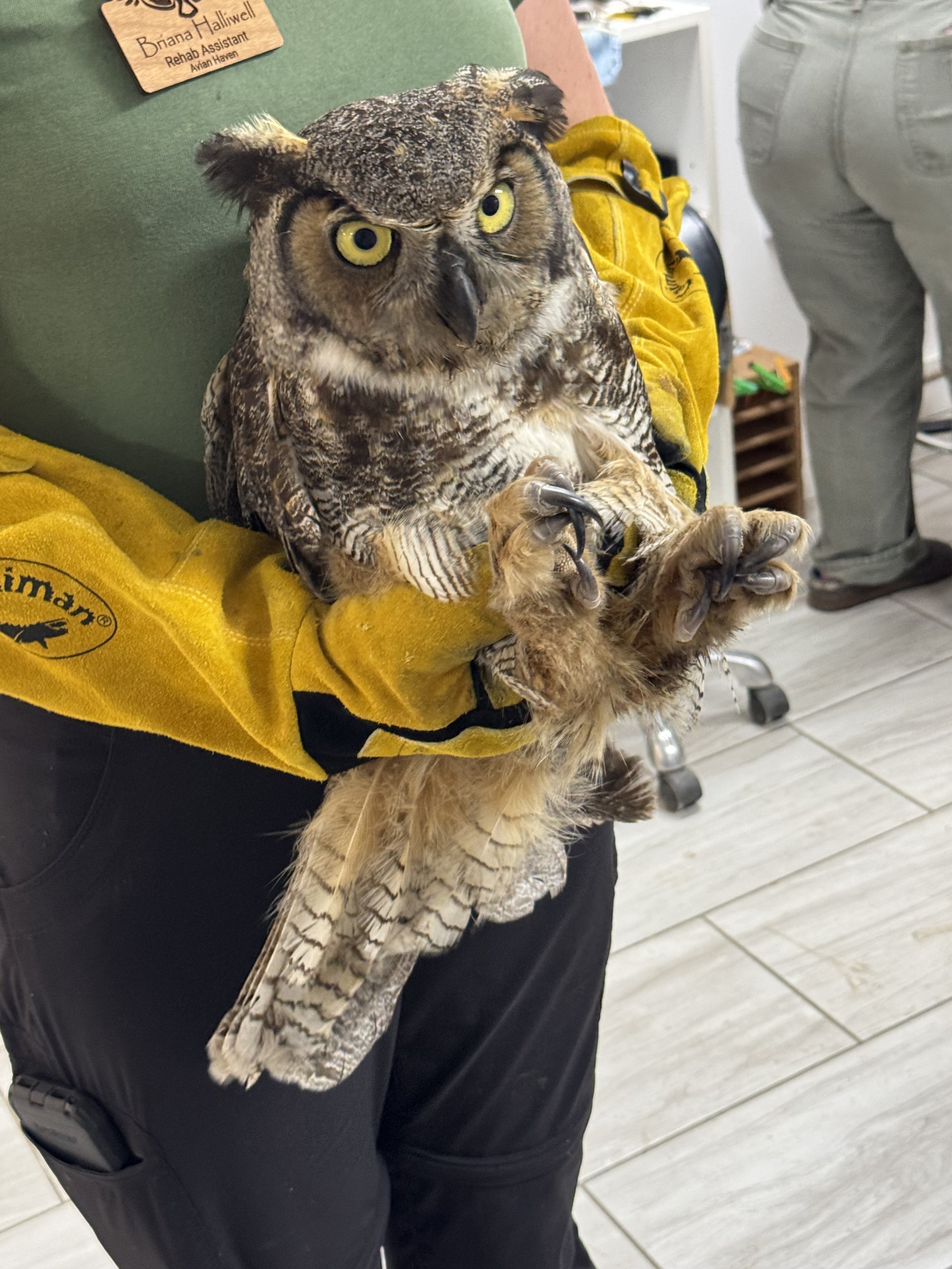 Two Hidden Dangers to Maine's Birds: Glue Traps and Rodenticides
