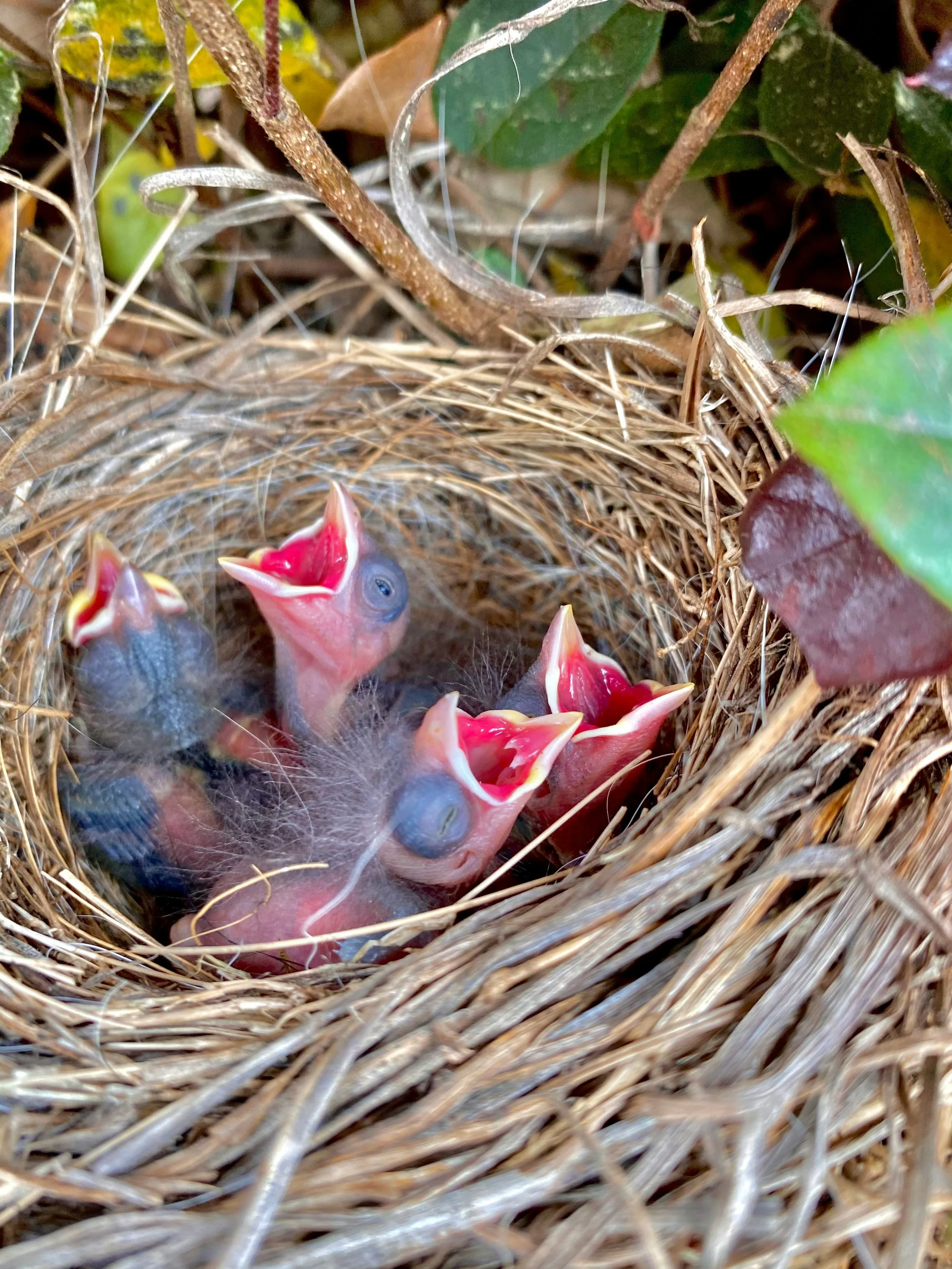 A Law Written in Feathers: The Migratory Bird Treaty Act and Why It Matters