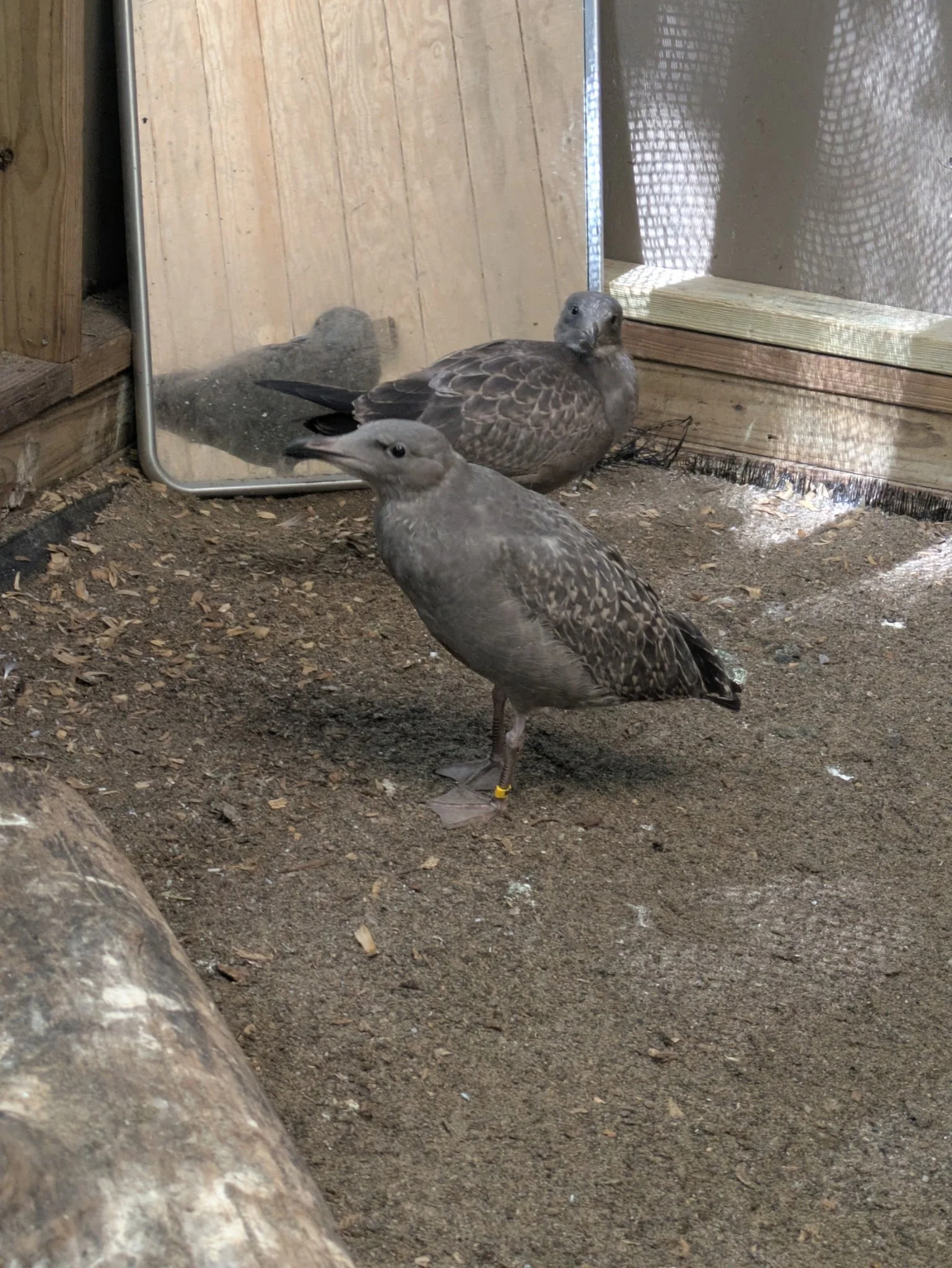 It's Fledge Season: Please Leave Baby Gulls Alone