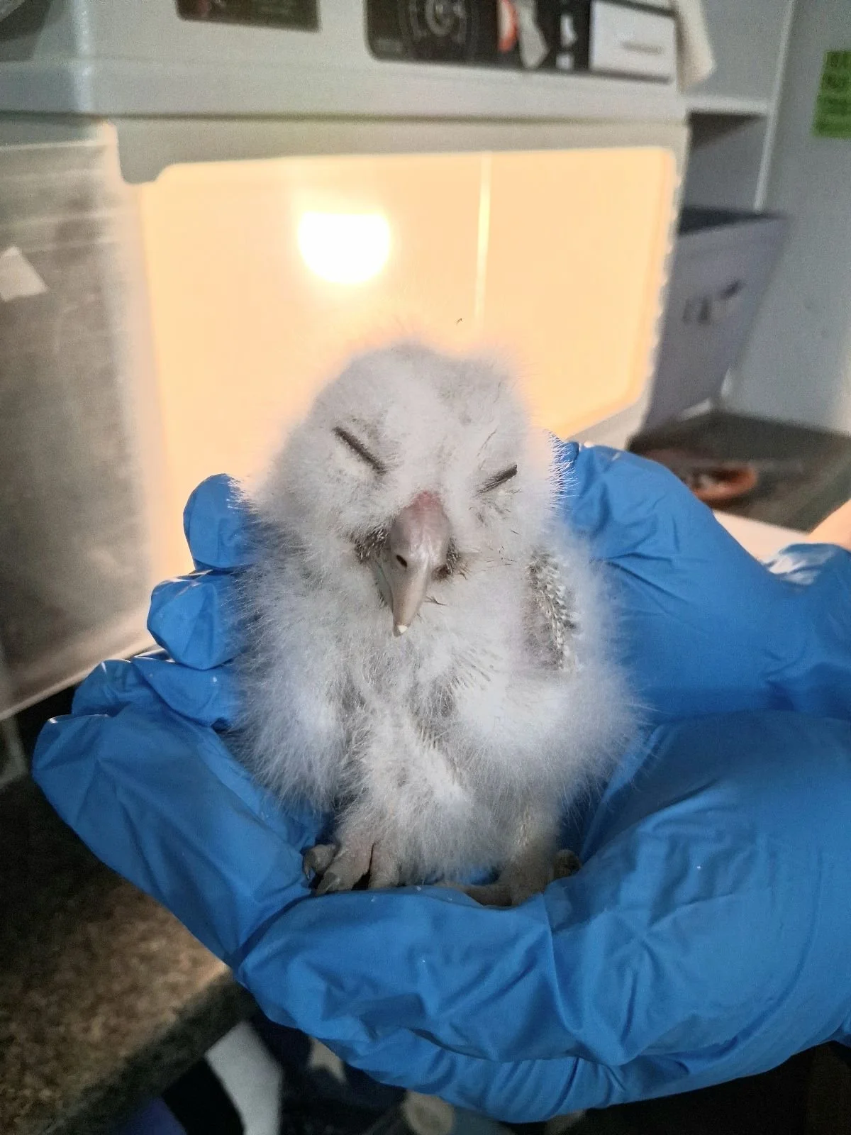 Why Watching (and Caring for) Birds Is Good for You — and Good for the Planet
