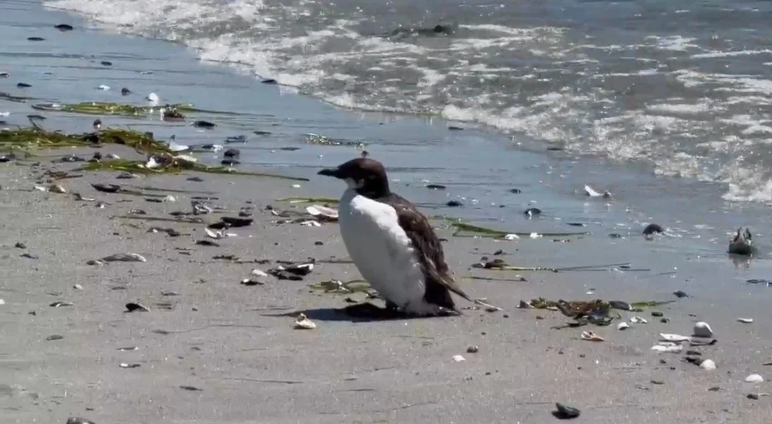 An Update on the Thick-Billed Murre