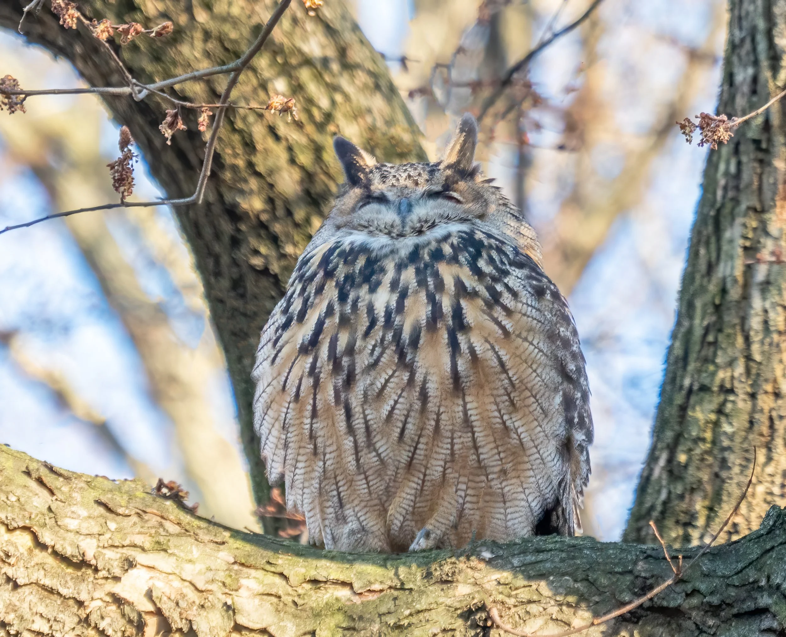 What a Central Park Owl Can Teach Us About the Wildlife in Our Own Backyards