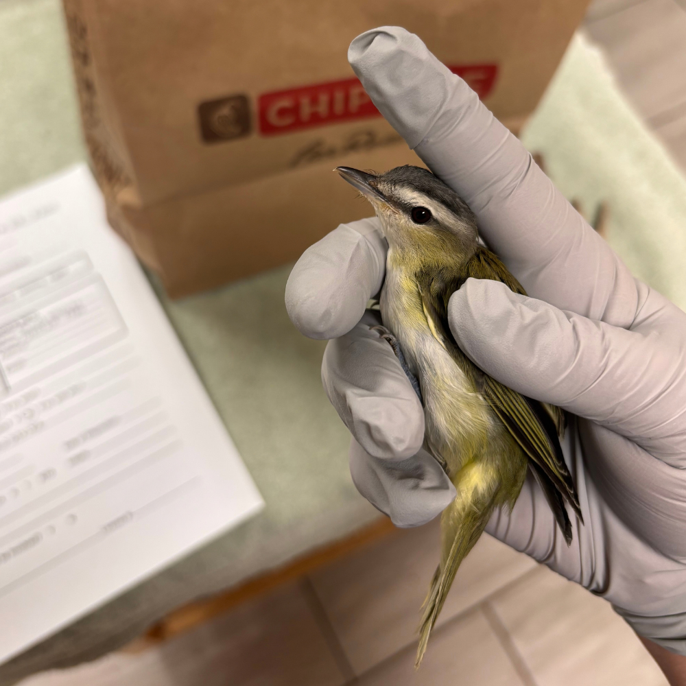 10 birds, one day: here's why they came to us