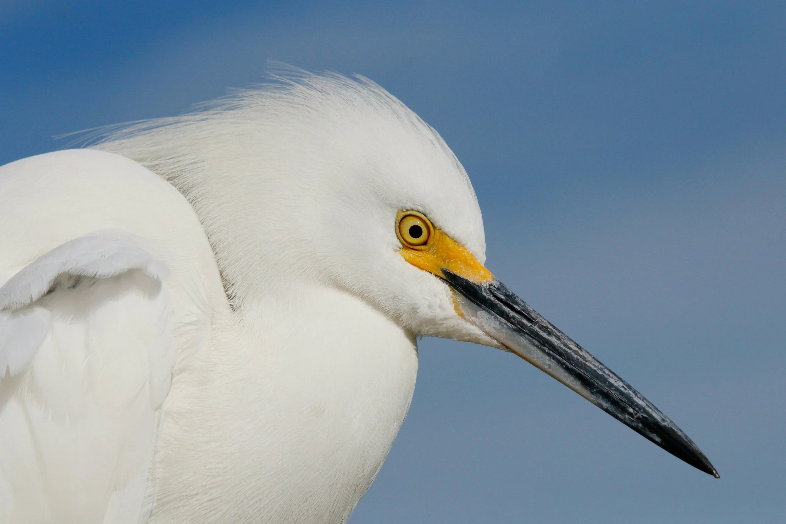 Turn Your IRA Into a Lifeline for Maine's Wild Birds