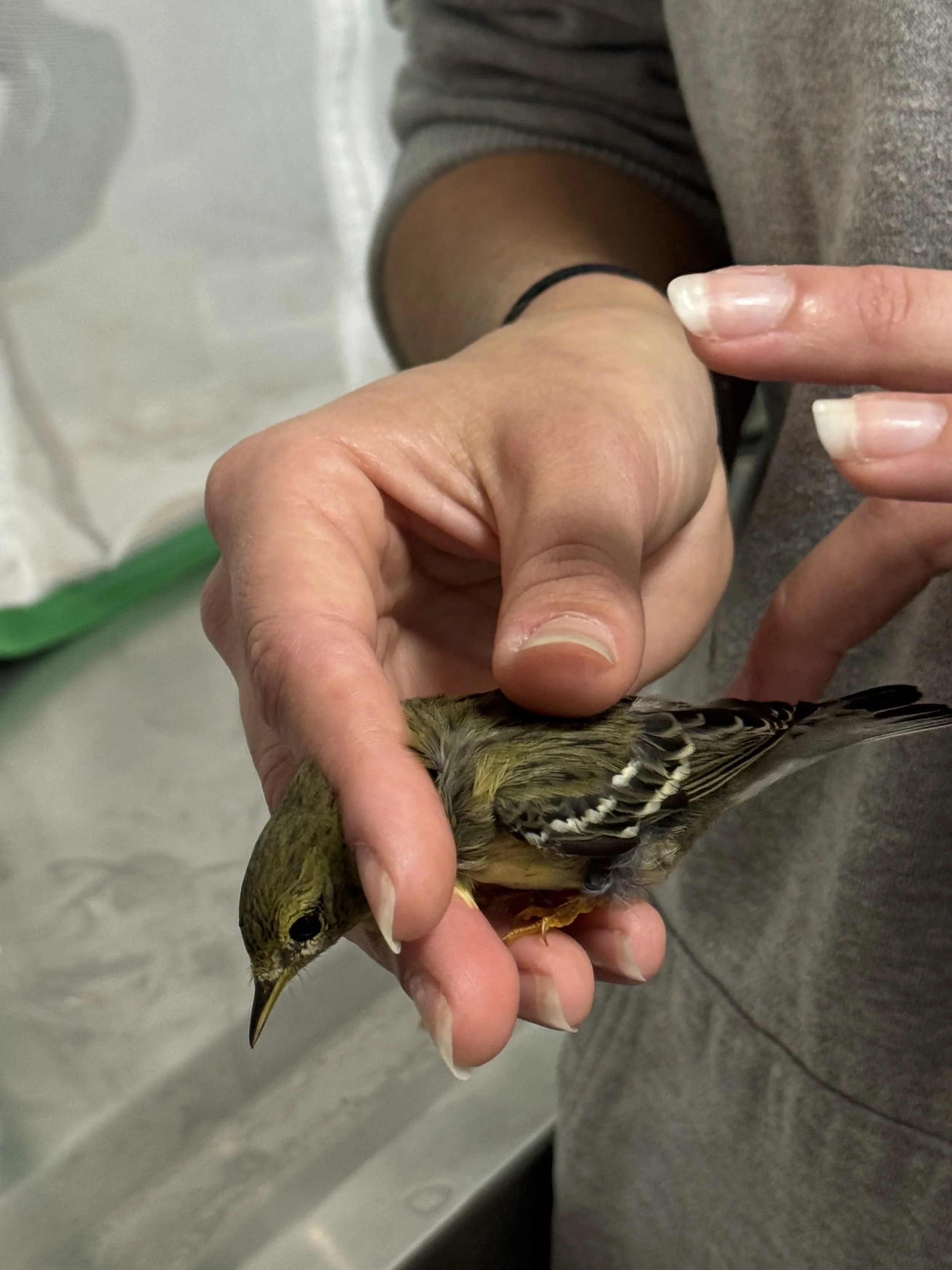 How We Work With Threatened Species: Blackpoll Warbler