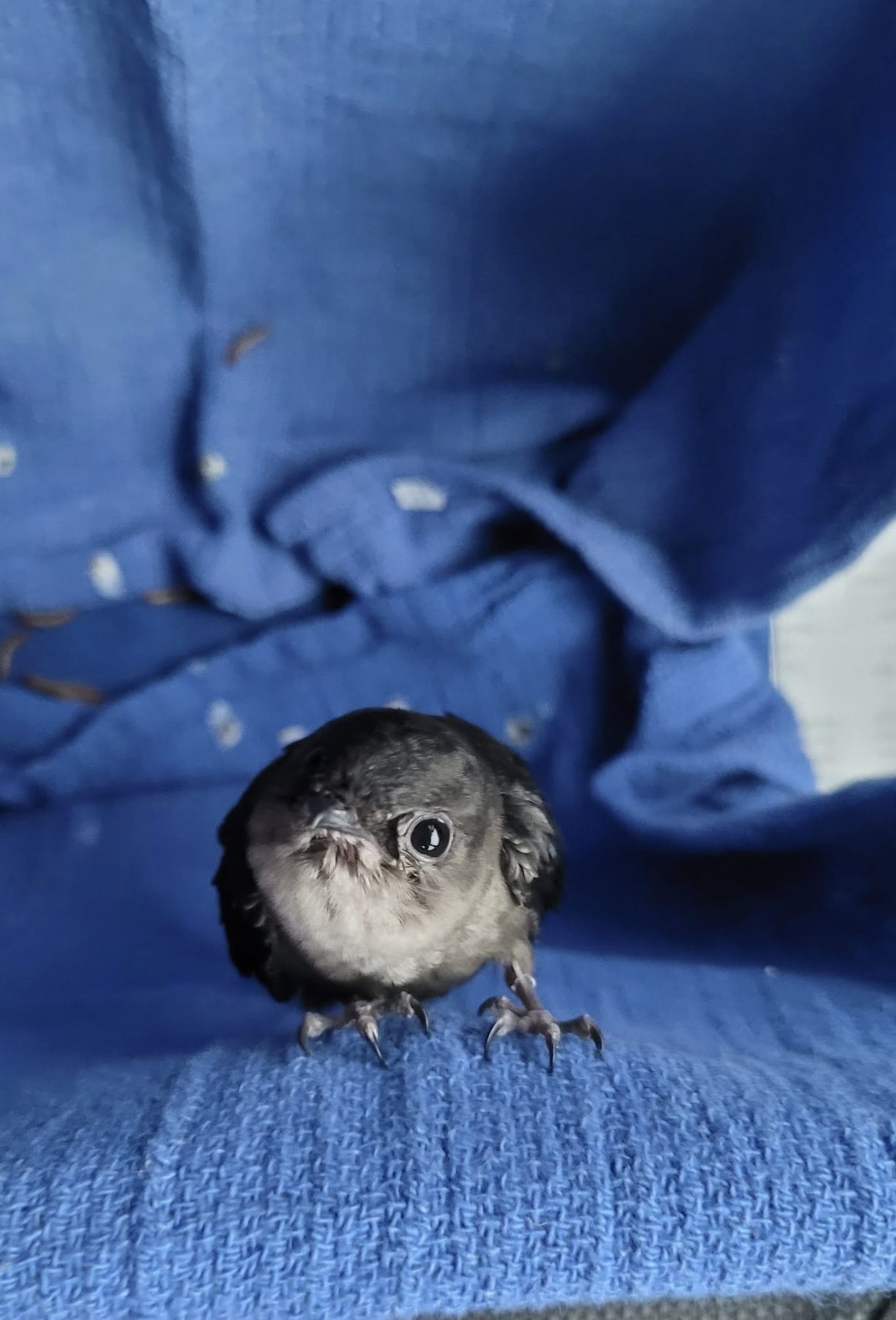 Please Don't Feed That Sick or Injured Bird - Here's Why
