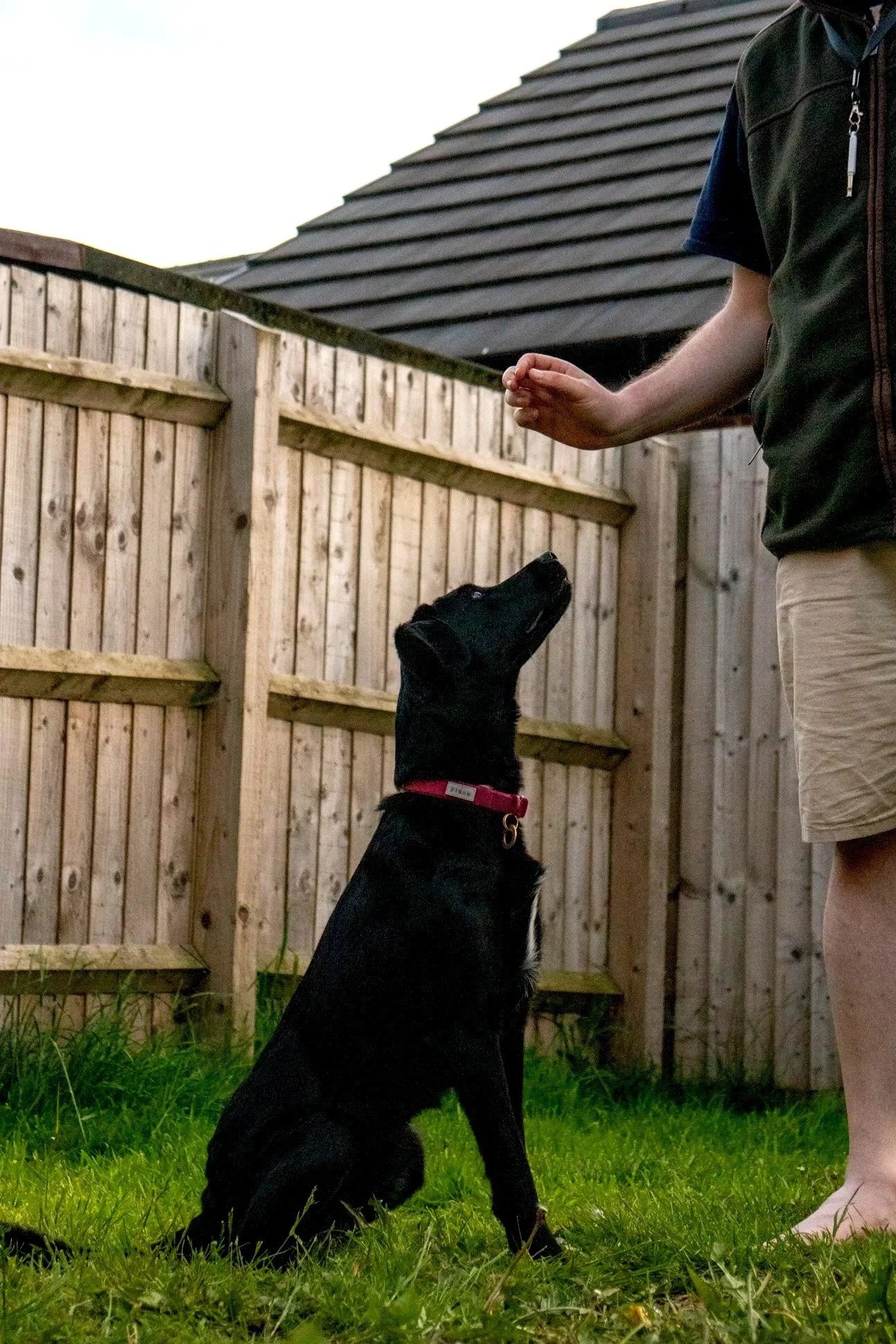 A black dog with a pink collar sitting on grass in a backyard, looking up at a person who is standing nearby. The person is wearing beige shorts and a black vest, with part of their arm visible. The backyard has a wooden fence and a house roof in the background.