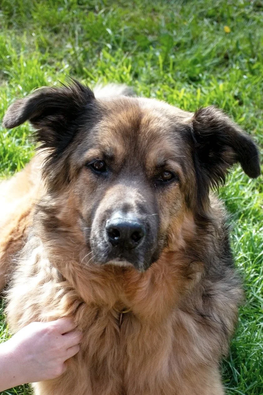 Close-up of a large, fluffy dog with brown and black fur lying on green grass, looking directly at the camera.