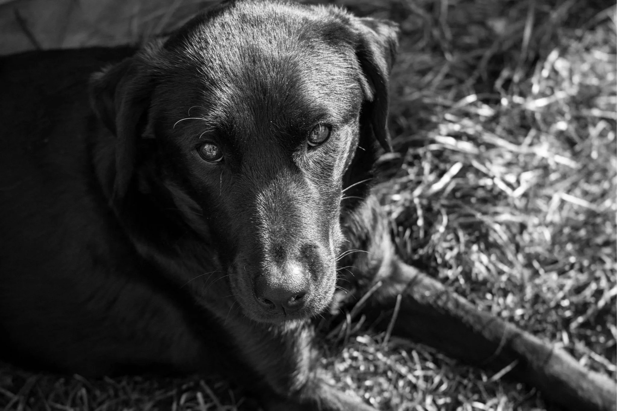 A close-up black and white photograph of a dog's face resting on the ground, with focused eyes and textured fur, on a background of grass or straw.
