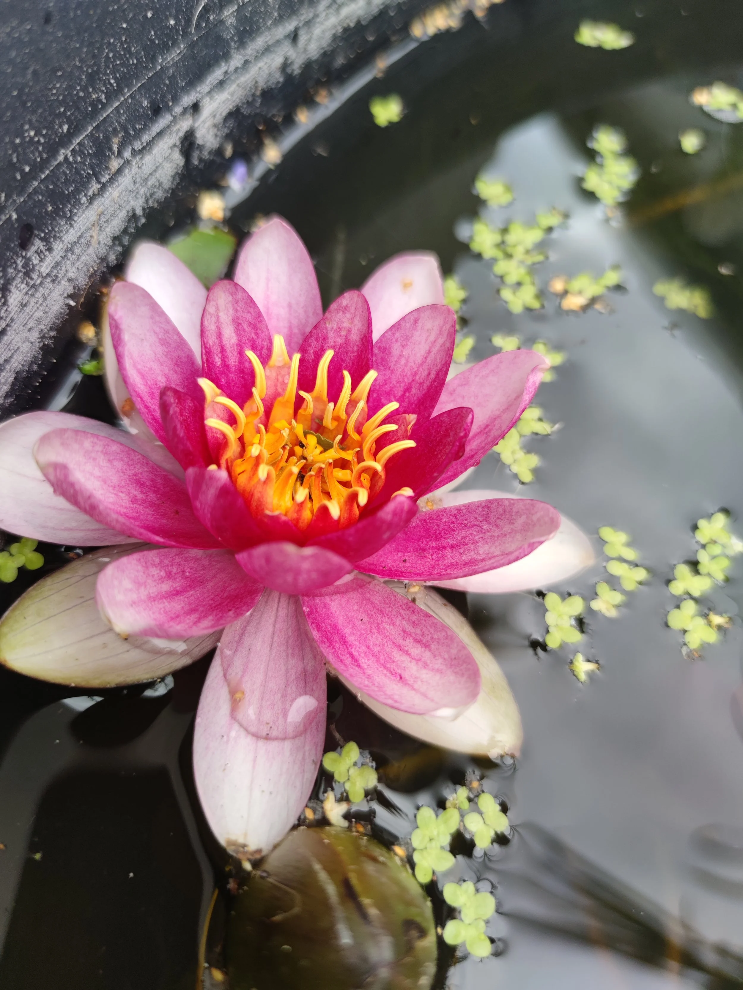 Eine pinke Wasserlilie im Wasser mit grünen Algen und Wasserpflanzen im Hintergrund.